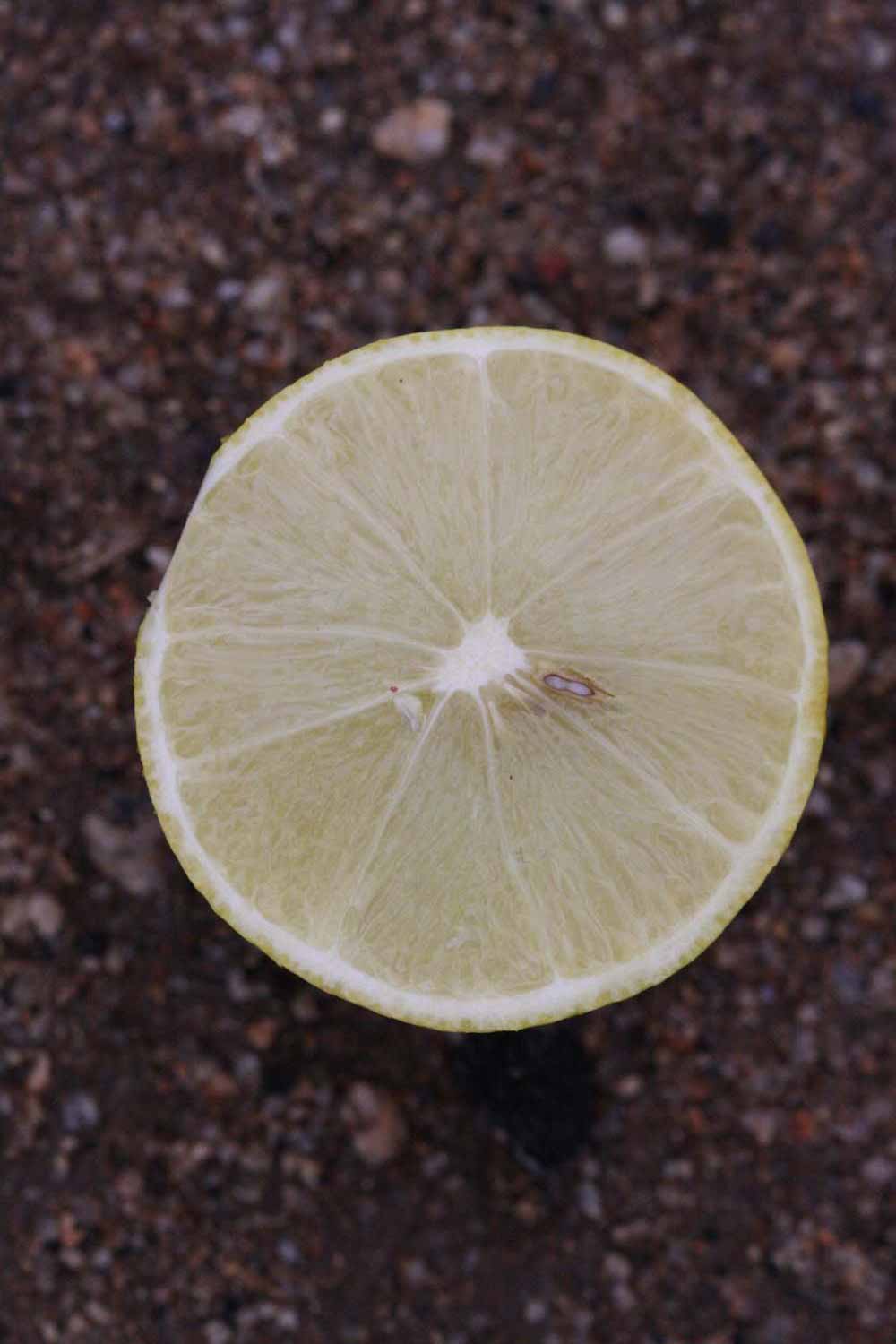            Fruit cross-section (Egyptian, Riverside, CA)   